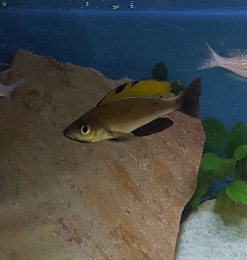 Cyprichromis microlepidotus 'Muguruka'